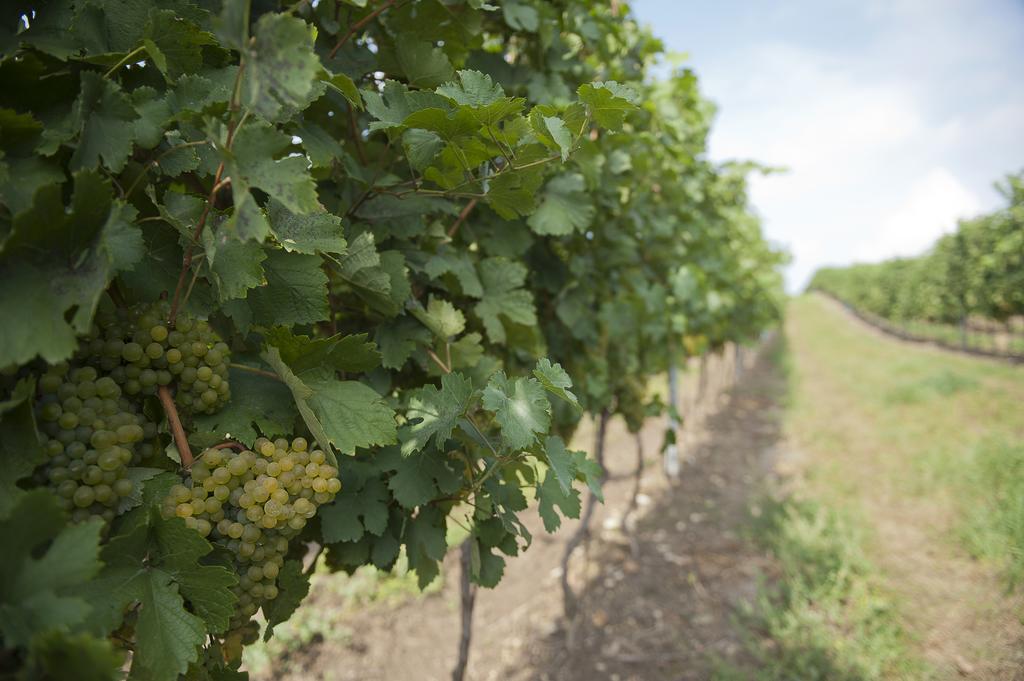 מלון Sankt Ulrich  Weingut Martinshof מראה חיצוני תמונה